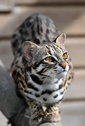 Leopard Cat