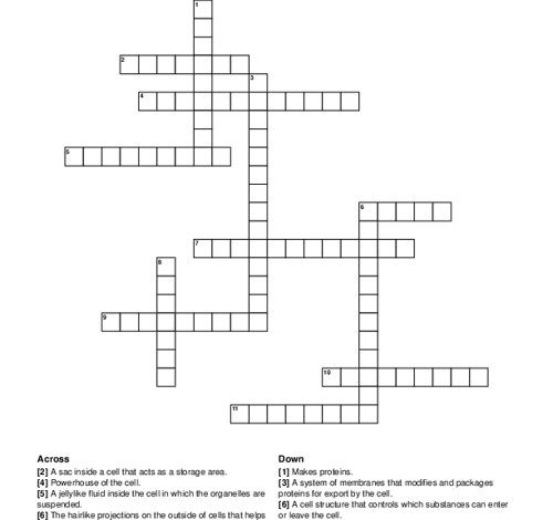 Immune System Protein Crossword Clue